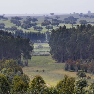 Florestas / Videovigilância