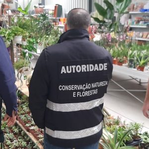 GNR fiscaliza lojas e veículos de transporte de plantas e encontra diversas infrações